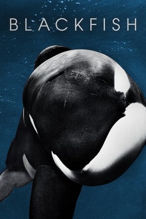 watch Blackfish