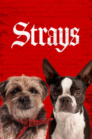 watch Strays