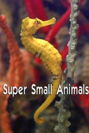 watch Super Small Animals