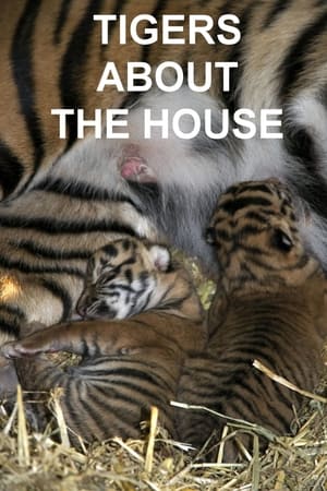 Tigers About the House